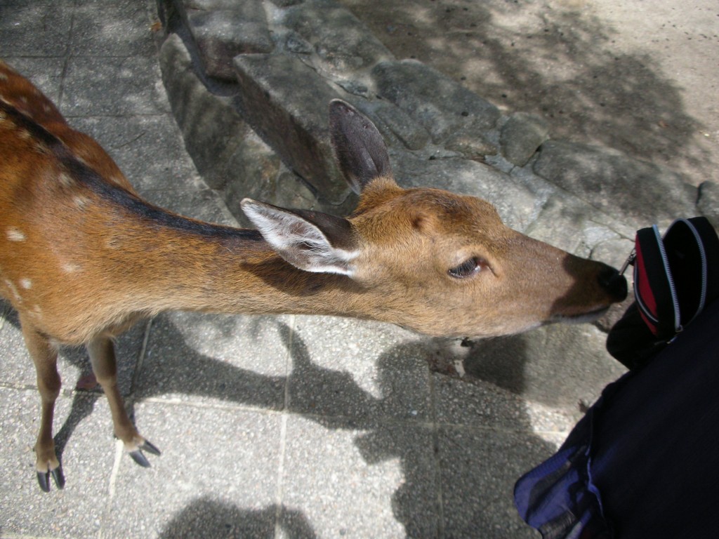 Pickpocket Deer